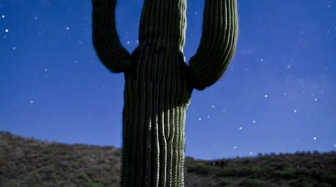 Night Cactus with Star Lapse Video stock 8555574