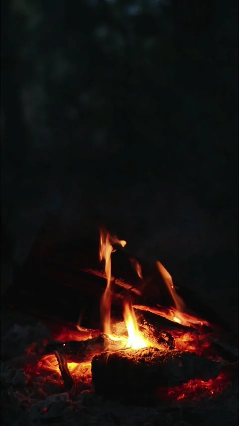 Night Campfire and Bright Burning Flames in Forest Stock Footage 344746541