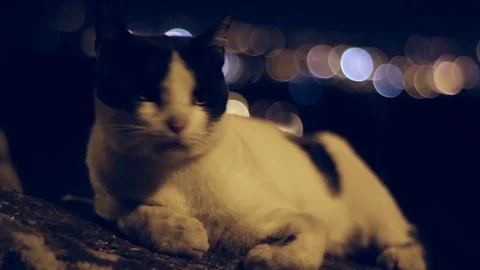 Night cat shoots Stock Footage 78938724