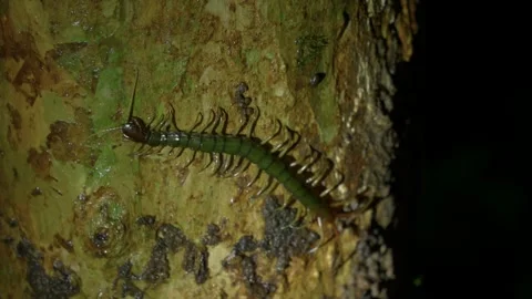 Night Centipede On Rainforest Tree Video stock 345090079