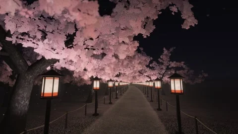 Night Cherry Blossom Path with Glowing Paper Lanterns Seamless Loop 库存影片 347567721