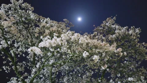 Night Cherry Blossoms with Full Moon in Amagi Park, Fukuoka, Japan Vídeos de archivo 331873615