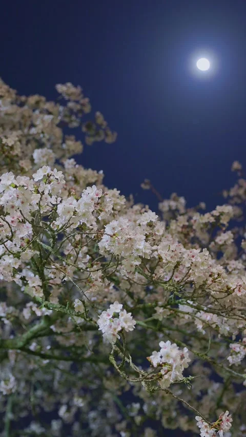 Night Cherry Blossoms with Full Moon in Fukuoka, Japan Vídeos de archivo 331873623