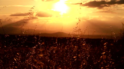 The night comes in the field Vídeos de archivo 51990075