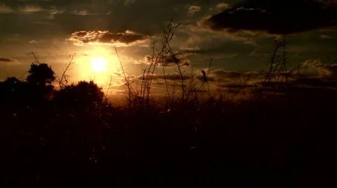 The night comes in the field Stock Footage 51990112