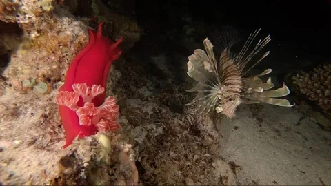 Night creature Spanish dancer and lion fish underwater in the red sea. Video stock 141309717