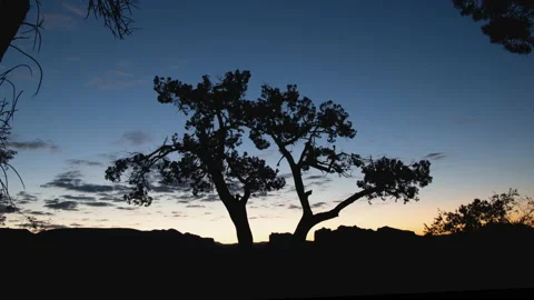 Night to Day Transition behind Juniper Tree in High Desert Timelapse Stock Footage 166688105