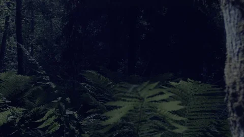 Night to day transition in forest Stock Footage 112325628