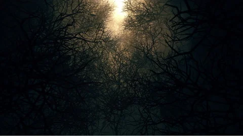 In Night Death Forests 02 Stock Footage 141648293