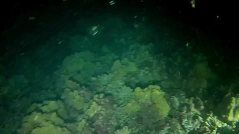 Night Dive Stock Footage 305731590