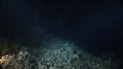 Night Dive on Ocean Floor Stock Footage 5258923