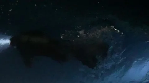 Night Dive top view under water Red Sea Stock-Footage 226820085