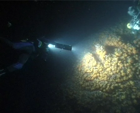 Night Diver (C033) 動画素材 100674