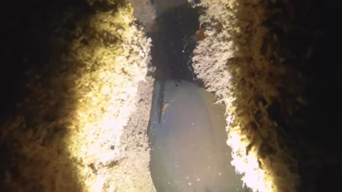 Night diving close up view to a Acanthurus nigrofuscus fish hiding in gap of ree Stock Footage 259464387
