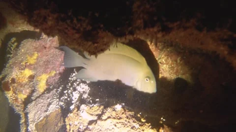 Night diving close up view to a Acanthurus nigrofuscus fish hiding at coral reef Stock Footage 259464805