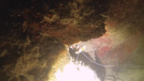 Night diving close up view to a banded coral shrimp crawling inside of gap of co Stock Footage 259464449