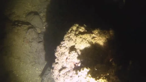 Night diving close up view to a Chaetodon lunula in low visibility sandy bottom  Stock-Footage 259463959