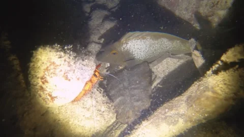 Night diving close up view to a hermit crab crawling on top of coral rock surfac Stock Footage 259464455