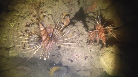 Night diving close up view to a lion fish up and down crawling on the mud rock a Stock Footage 259463961
