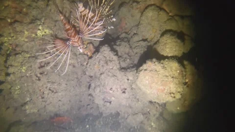 Night diving close up view to a lion fish up and down crawling on the mud rock a Stock Footage 259463977