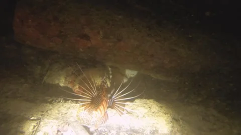 Night diving close up view to a lion fish up and down crawling on the mud rock a Stock Footage 259464806