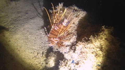 Night diving close up view to a lion fish up and down crawling on the mud rock a Stock Footage 259464863