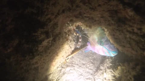 Night diving close up view to a parrot fish sleeping with a banded coral shrimp  Stock Footage 259463941