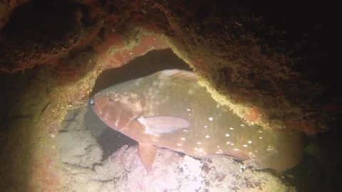 Night diving close up view to a parrot fish Scarus globiceps sleeping hiding ins Stock Footage 259464464
