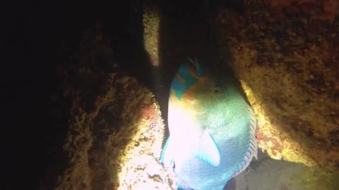 Night diving close up view to a parrot fish sleeping inside of gap of coral reef Stock Footage 259464667