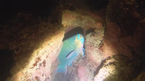 Night diving close up view to a parrot fish sleeping inside of gap of coral reef Stock-Footage 259464807