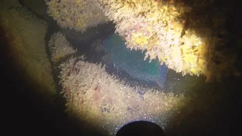 Night diving close up view to a parrot fish sleeping inside of gap of coral reef Stock Footage 259464932