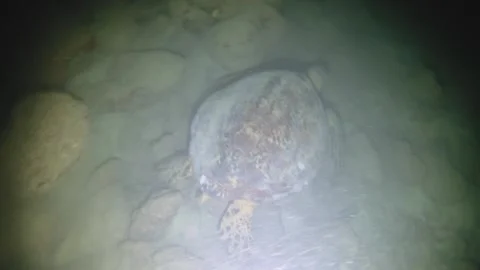 Night diving close up view to a sea turtle swimming away being touched flash tor Stock Footage 259464860