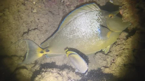 Night diving close up view to a sleeping Bluespine unicornfish with butterfly fi Stock Footage 259464065