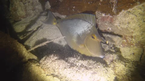 Night diving close up view to a sleeping Bluespine unicornfish in low visibility Stock Footage 259464371