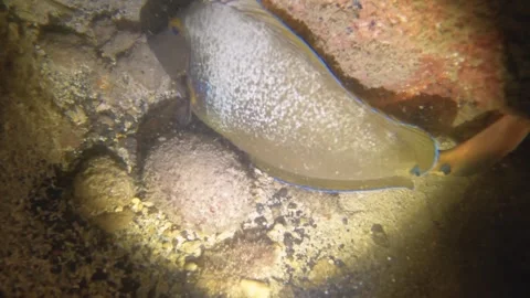 Night diving close up view to a sleeping Bluespine unicornfish in low visibility Stock Footage 259464408