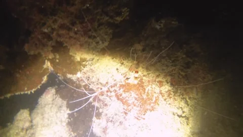 Night diving close up view to two banded coral shrimps crawling inside of gap of Stock Footage 259464422