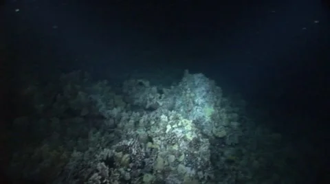 Night Diving Stock Footage 5262695