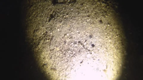 Night diving with torch flash light shining onto fishes at low visibility sandy  Stock Footage 259465301
