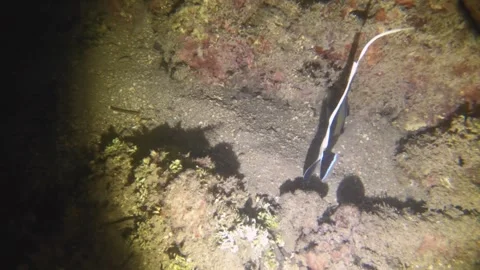 Night diving view of Moorish Idol, Zanclus commutus at low visibility sandy bott 스톡 동영상 259464066