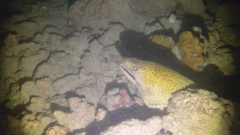 Night diving view of a moray ell head out of the hiding gap hole with open mouth Stock Footage 259464370