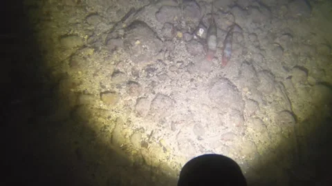 Night diving view of Mullus barbatus (red mullet) fishes sleeping at low visibil Stock Footage 259465142