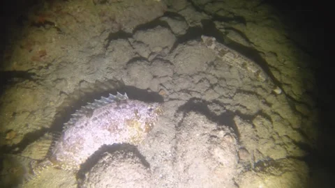 Night diving view of Shoemaker rabbitfish, Siganus sutor, La saline, Anse Posses Stock Footage 259464388