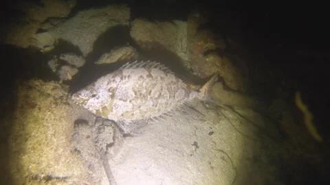 Night diving view of Shoemaker rabbitfish, Siganus sutor, La saline, Anse Posses Stock Footage 259465252