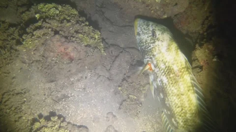 Night diving view of sleeping Shoemaker rabbitfish, Siganus sutor fish sleeping  Stock Footage 259463969