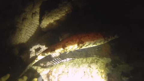 Night diving view of sleeping Shoemaker rabbitfish, Siganus sutor fishes being t Stock Footage 259464061