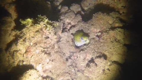 Night diving view of a small moray ell head out of the hiding gap hole with open Stock Footage 259464086