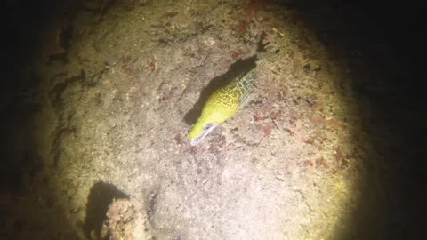 Night diving view of a small moray ell head out of the hiding gap hole with open Stock Footage 259465272