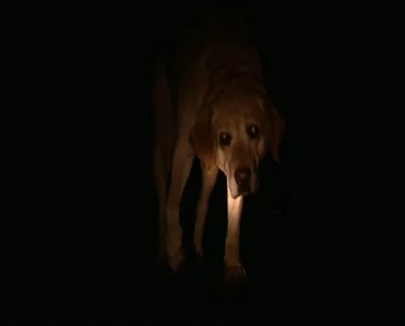 Night Dog Walking Stock Footage 18200965