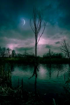Night dramatic landscape a dead tree in the middle of a pond, Stock Photos