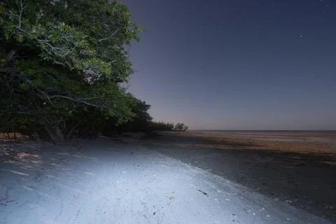 Night in the Everglades 库存照片